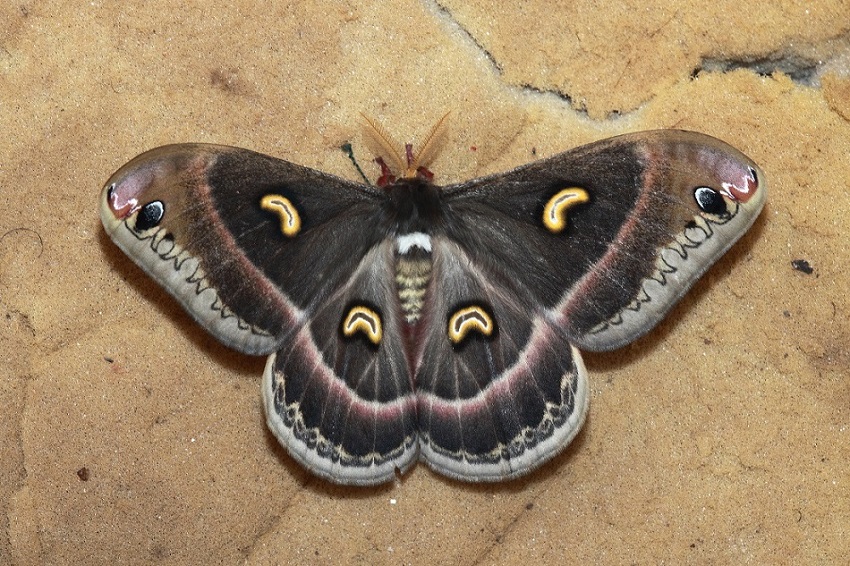 Falenona Tanzaniana