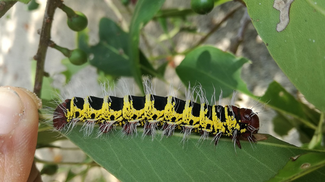 Bruco di Cirina forda  (Saturniidae)