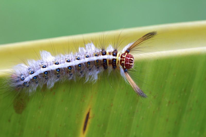 Larva dalla Malesia