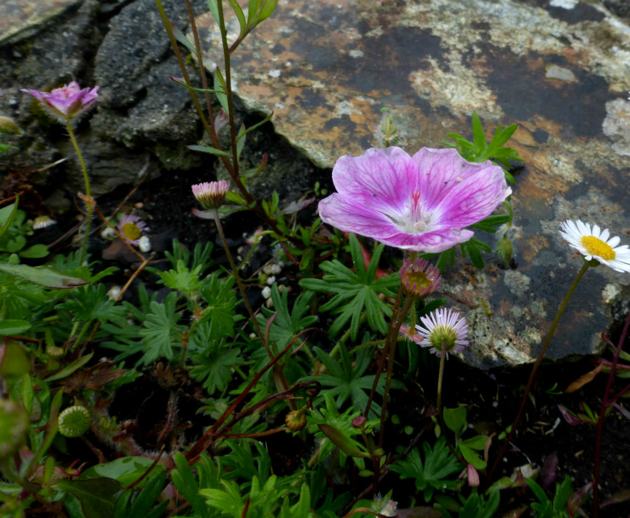 cultivar di Geranium sanguineum (cfr. Elke ) in Cornovagli