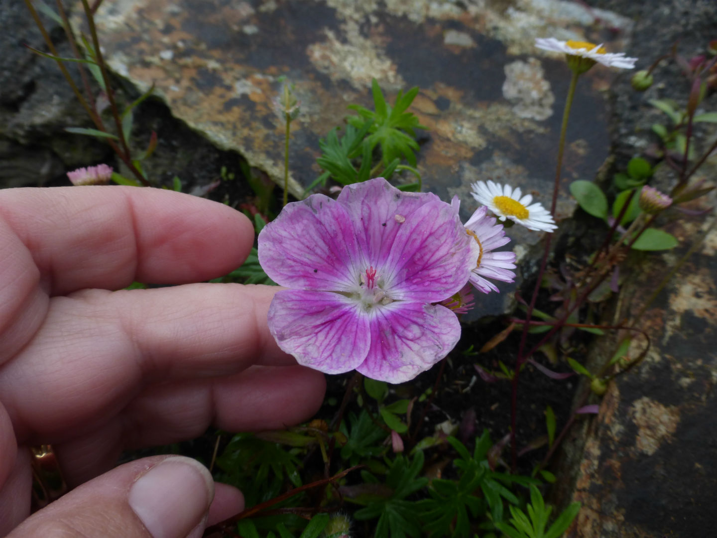 cultivar di Geranium sanguineum (cfr. Elke ) in Cornovagli