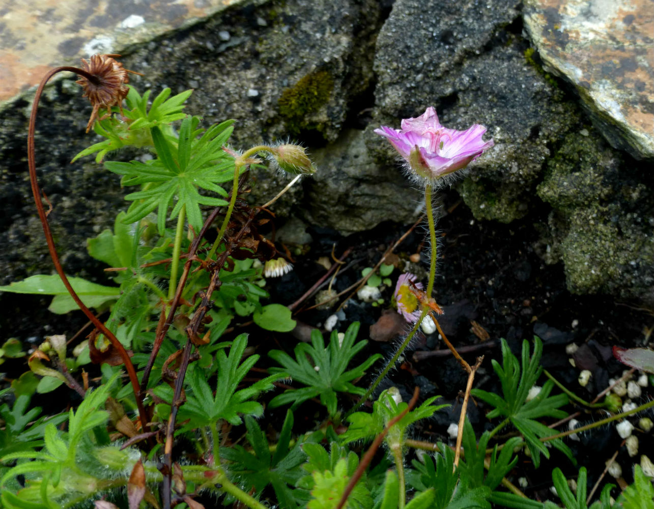 cultivar di Geranium sanguineum (cfr. Elke ) in Cornovagli