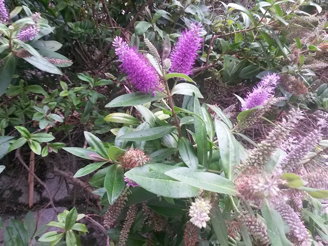 Hebe  (Plantaginaceae) -  probabile ibrido