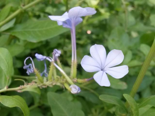 Plumbago auriculata (Plumbaginaceae)