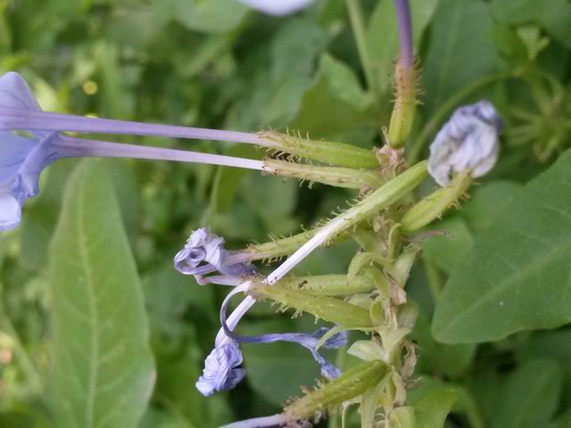 Plumbago auriculata (Plumbaginaceae)