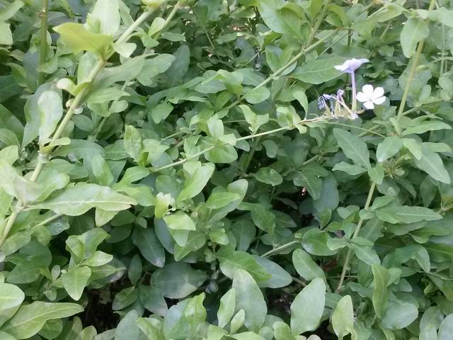 Plumbago auriculata (Plumbaginaceae)