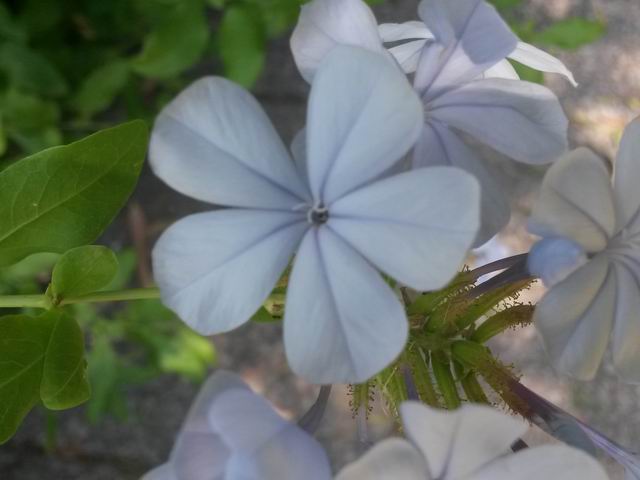 Plumbago auriculata (Plumbaginaceae)