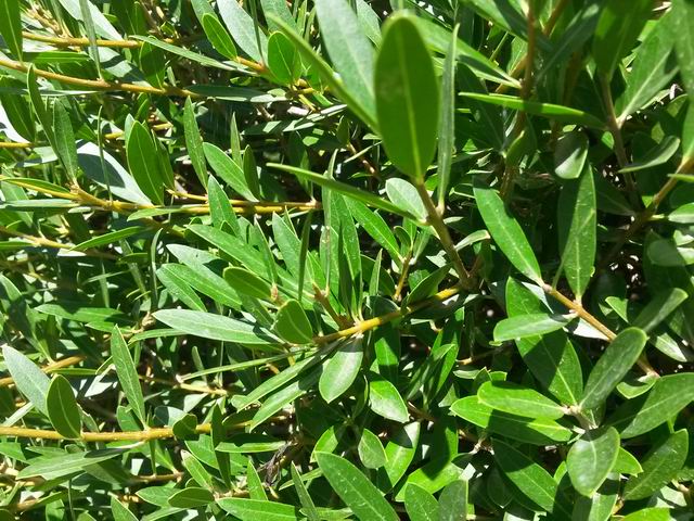 Phillyrea cfr. angustifolia (Oleaceae)