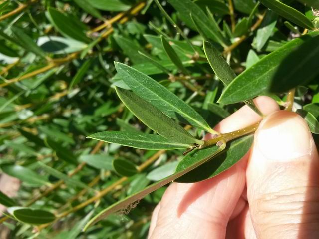 Phillyrea cfr. angustifolia (Oleaceae)