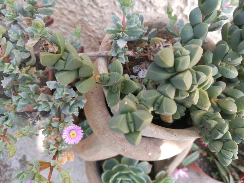 Aizoaceae: Lampranthus deltoides  e  Corpuscularia lehmannii