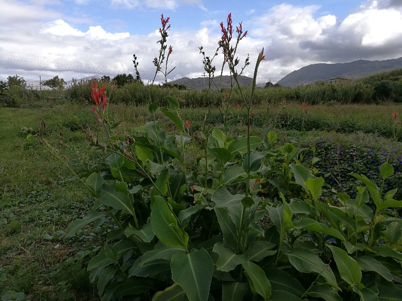 Canna indica (Cannaceae)