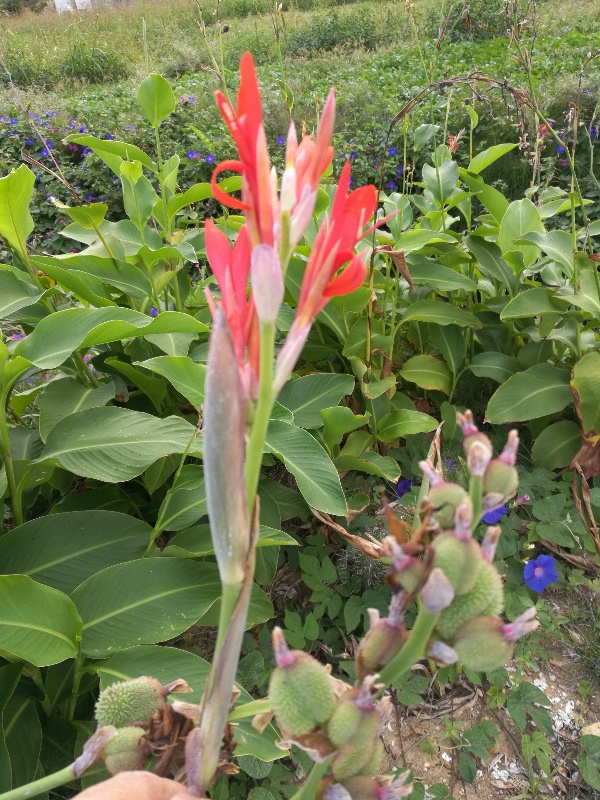 Canna indica (Cannaceae)