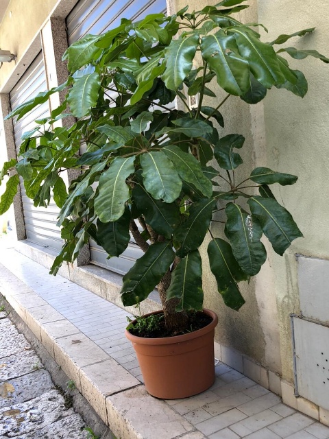 cv di Schefflera sp. (Araliaceae)