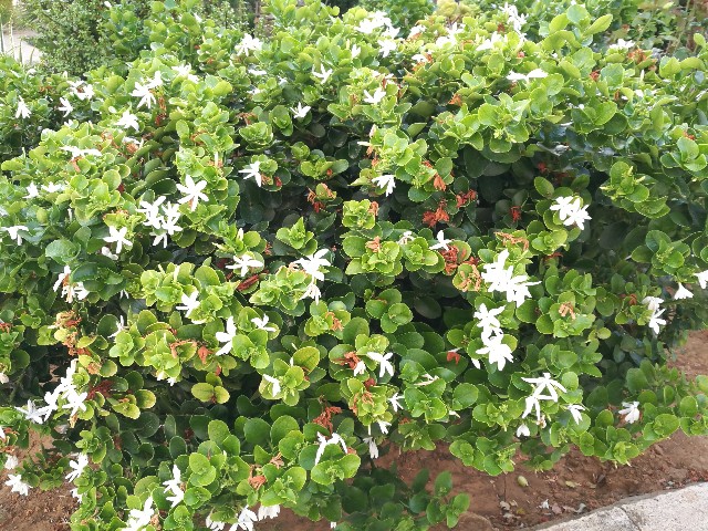 Carissa macrocarpa (Apocynaceae)