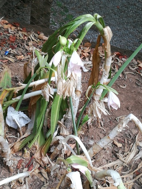 Amaryllidaceae: cfr. Crinum sp.