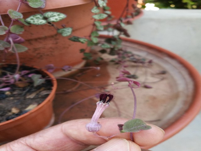 Ceropegia woodii (Apocynaceae)