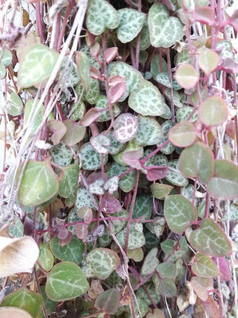 Ceropegia woodii (Apocynaceae)