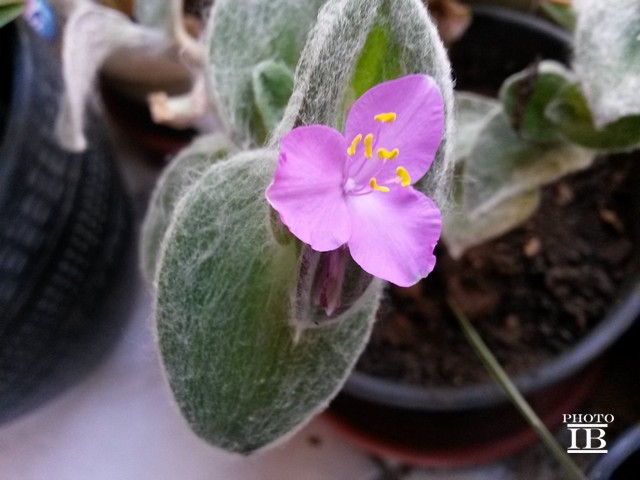 Tradescantia sillamontana Matuda