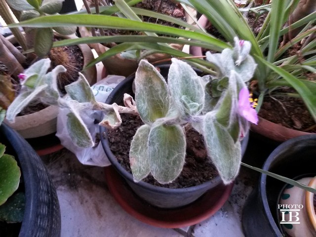 Tradescantia sillamontana Matuda