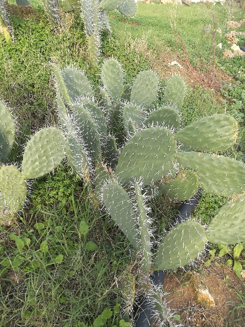 Quale Opuntia?  Opuntia cfr. engelmannii.