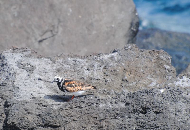 Isole Azzorre - Identificazione alcuni uccelli