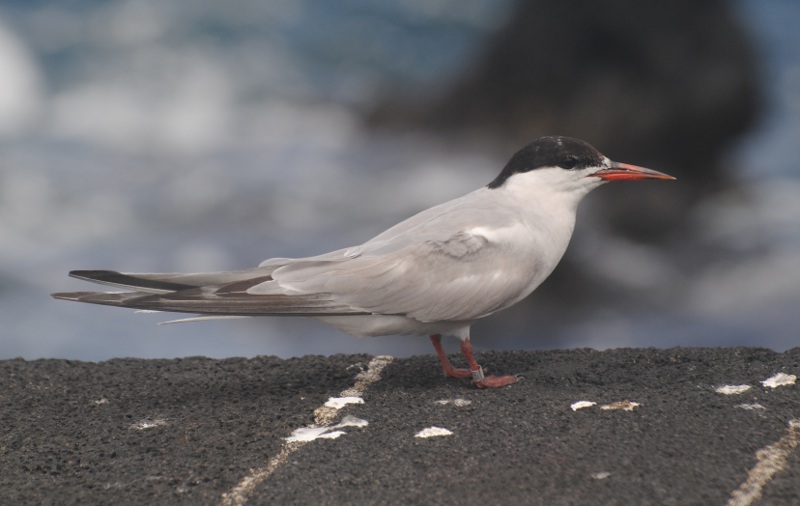 Isole Azzorre - Identificazione alcuni uccelli