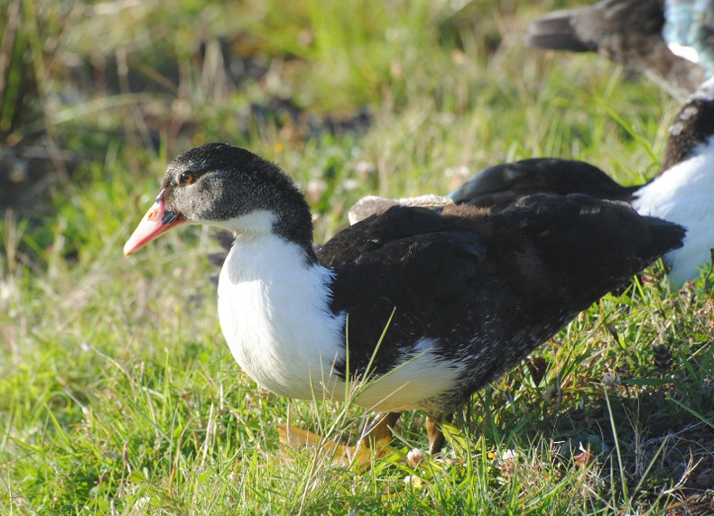 Isole Azzorre - Identificazione alcuni uccelli