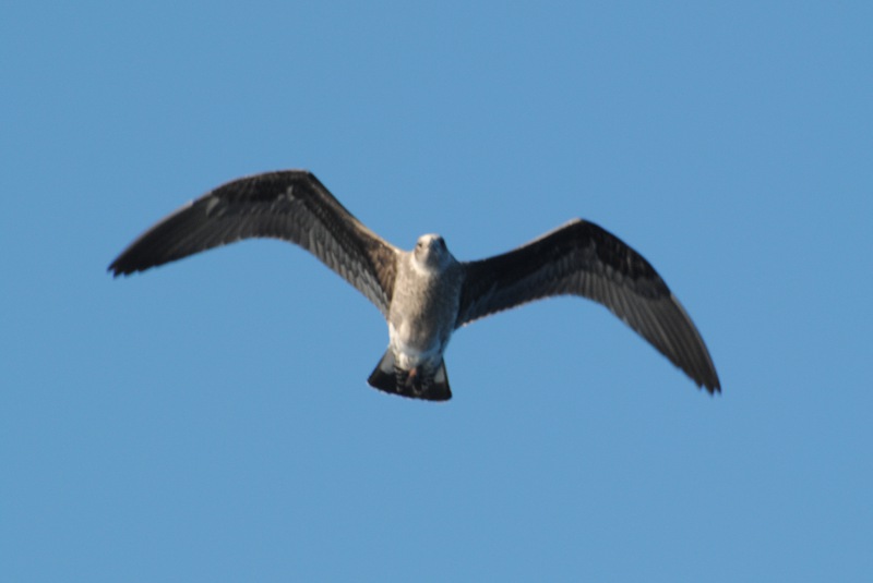 Isole Azzorre - Identificazione alcuni uccelli