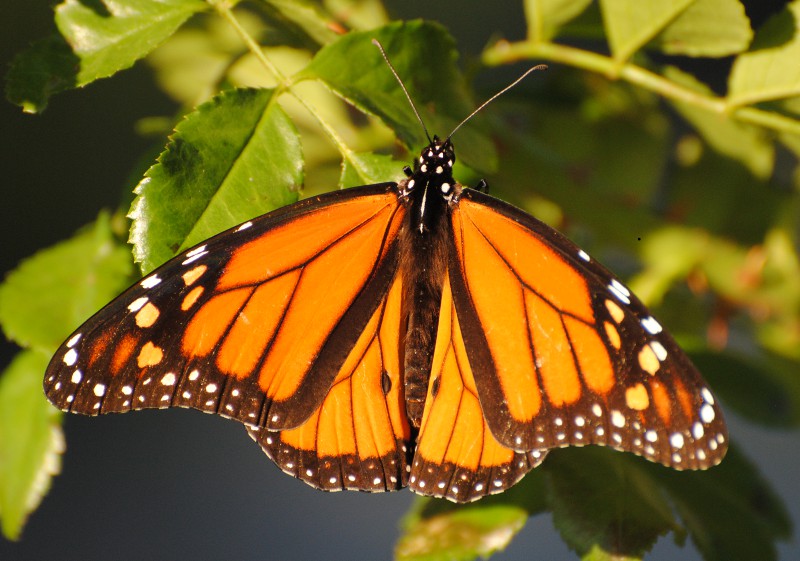 Farfalla Monarca
