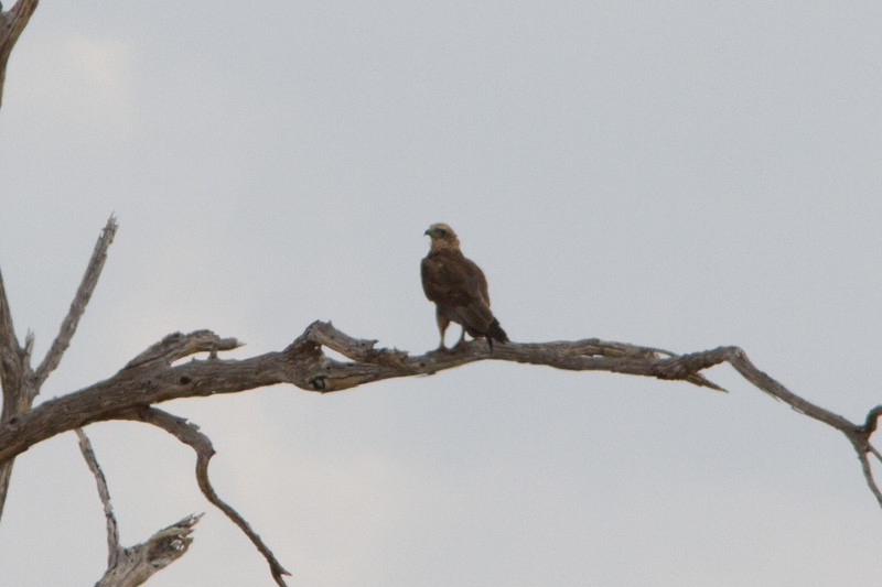 Rapace Kenya.