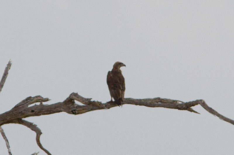 Rapace Kenya.