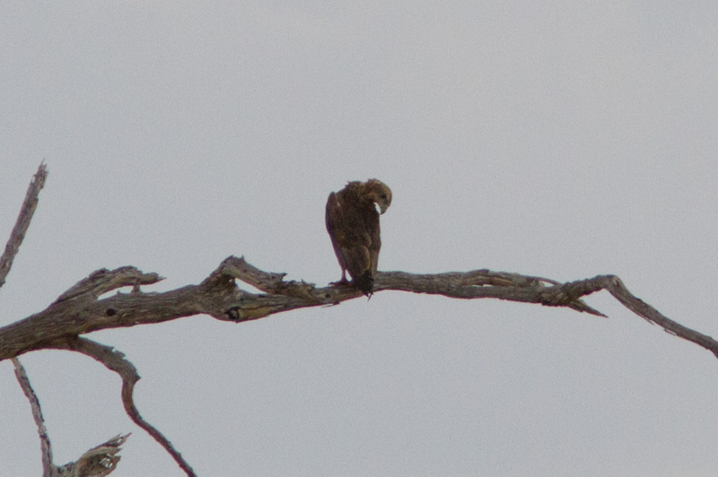 Rapace Kenya.