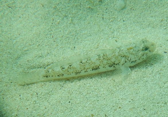 Da Fuerteventura ( Canarias ):  Gobius niger