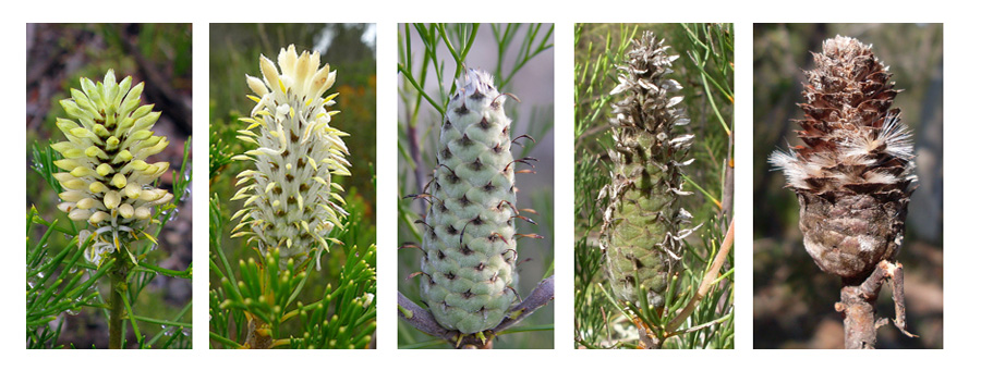 Petrophile macrostachya (Proteaceae)  - Australia (WA)