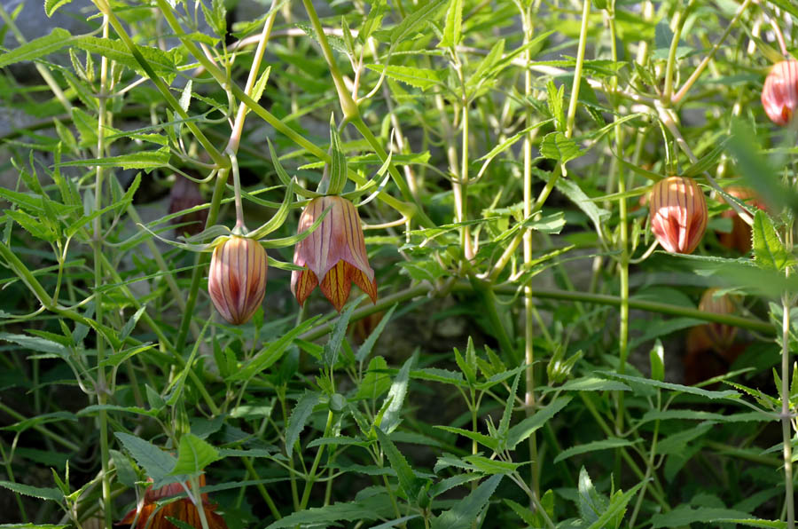 Canarina canariensis (L.) Vatke - Canarie