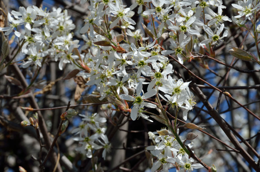 Amelanchier?