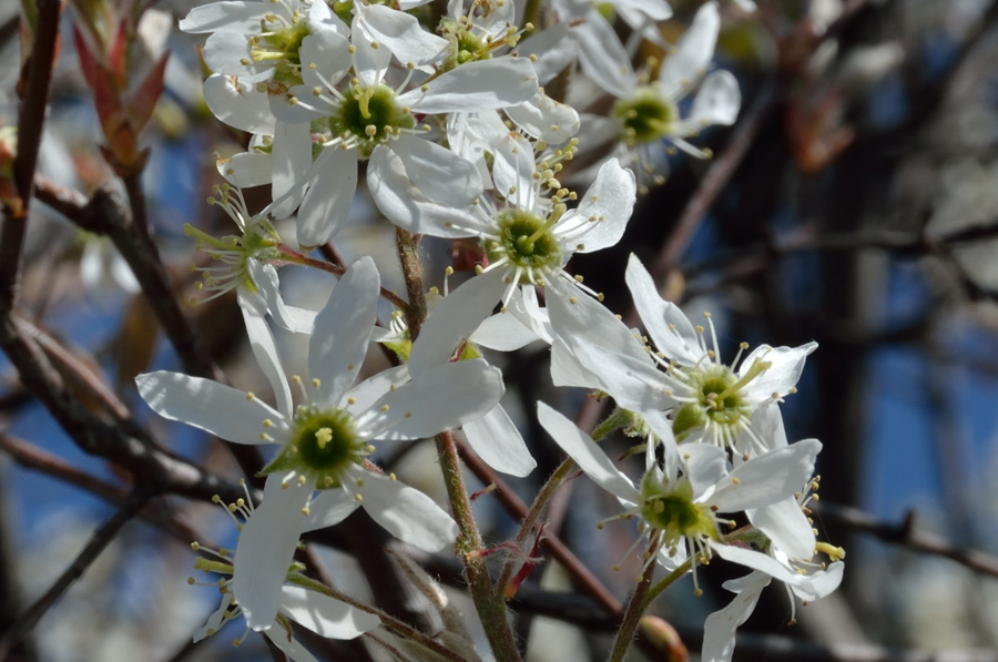 Amelanchier?