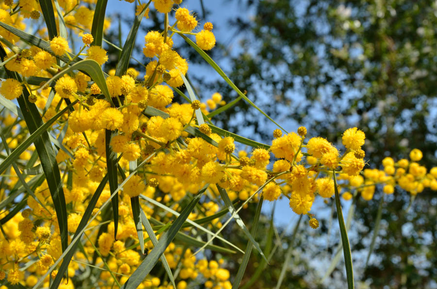 Mimosa particolare