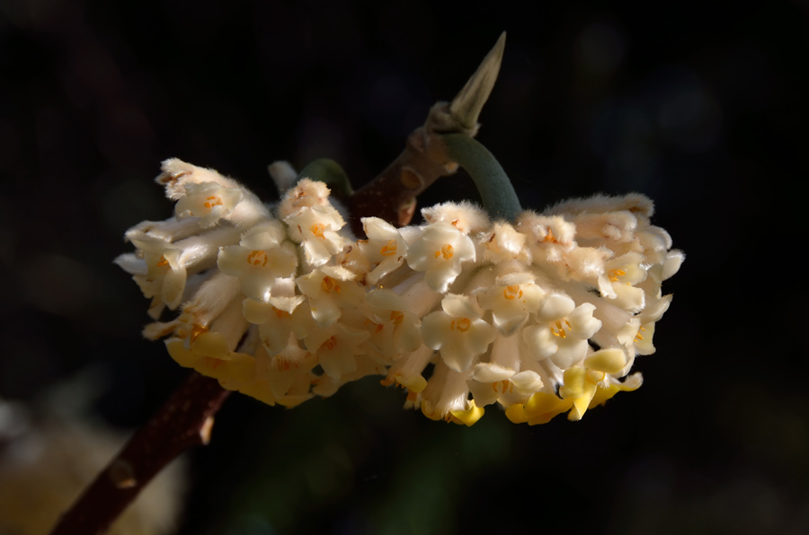 un parente del Daphne, forse...- Edgeworthia chrysantha