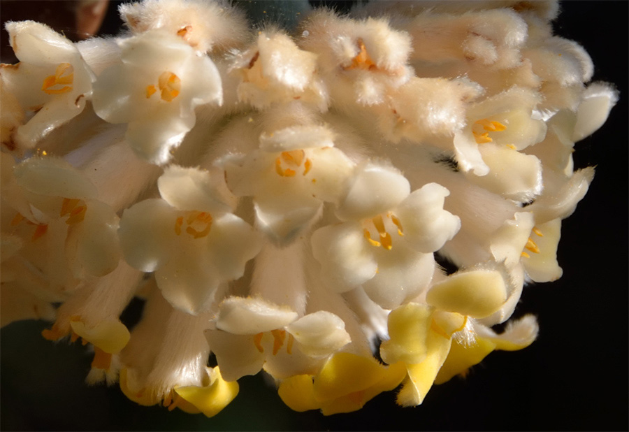 un parente del Daphne, forse...- Edgeworthia chrysantha