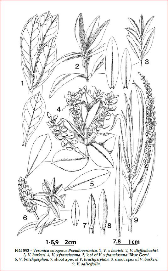 Hebe sp.  (PLantaginaceae)?  S,  Hebe franciscana