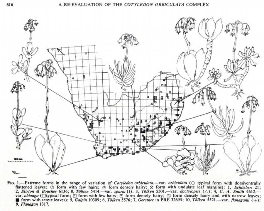 dal Sud Africa: Cotyledon orbiculata (Crassulaceae)