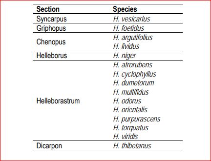 Helleborus orientalis - Si autodissemina troppo facilmente