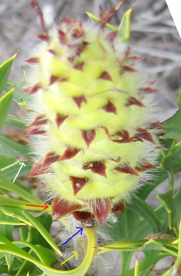 Petrophile macrostachya (Proteaceae)  - Australia (WA)