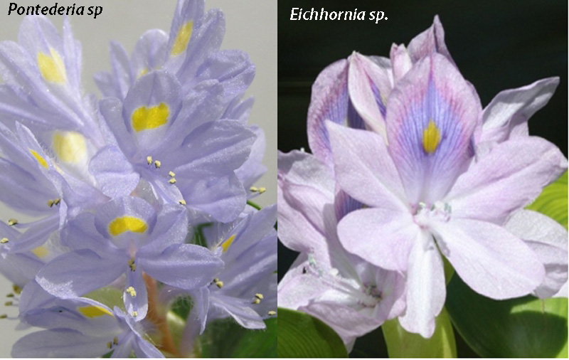 Brasile - foresta amazonica: Eichhornia sp.  e  Pontederia rotundifolia (Pontederiaceae)