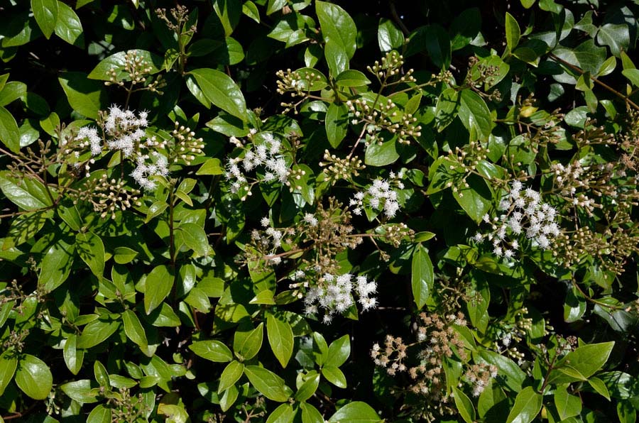 Camporossa. - Eupatorium ligustrinum (=Ageratina ligustrina)