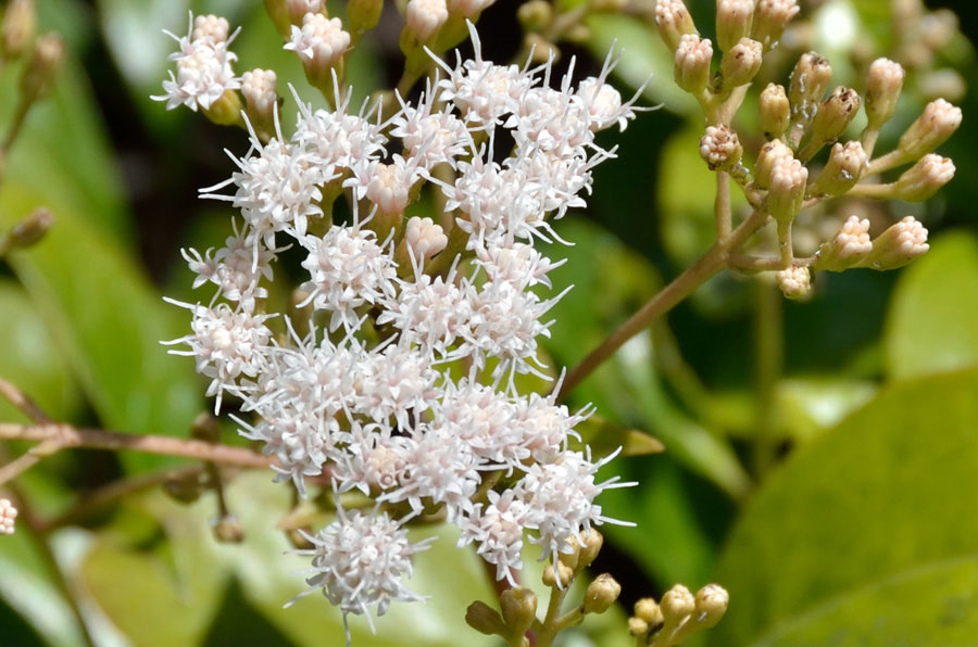 Camporossa. - Eupatorium ligustrinum (=Ageratina ligustrina)