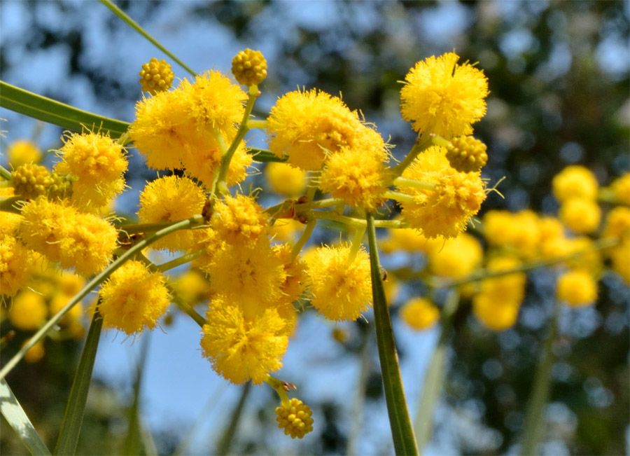 Mimosa particolare