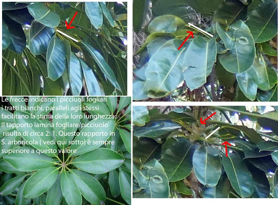 Dall''Australia (WA):  Schefflera sp. (Araliaceae)