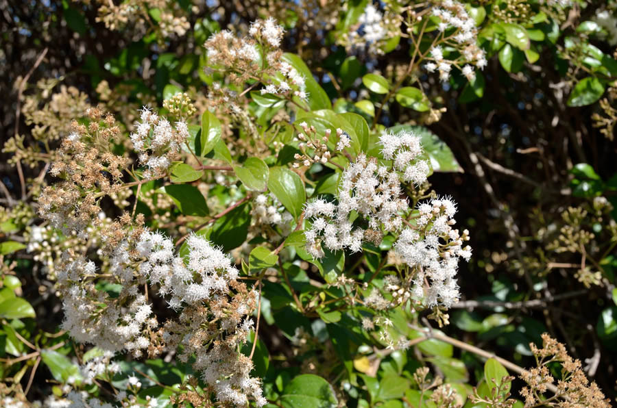 Camporossa. - Eupatorium ligustrinum (=Ageratina ligustrina)